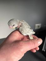 Jonge tamme grasparkiet, Dieren en Toebehoren, Vogels | Parkieten en Papegaaien, Meerdere dieren, Parkiet, Geringd