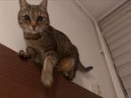 Katten oppas aangeboden, Dieren en Toebehoren, Overige Dieren, Vrouwelijk, Voor 1 juli 2024