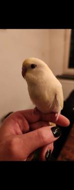 Tamme grasparkieten, Dieren en Toebehoren, Meerdere dieren, Parkiet, Tam