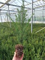 plantgoed boomkwekerij taxus prunus, Ophalen of Verzenden, Taxus, Minder dan 100 cm