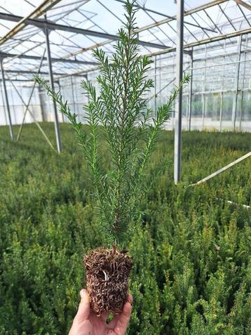 plantgoed boomkwekerij taxus prunus beschikbaar voor biedingen