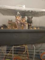 (Syrische hamsters) goudhamsters te koop, Dieren en Toebehoren, Knaagdieren, Meerdere dieren, Hamster, Tam