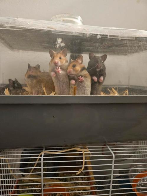 (Syrische hamsters) goudhamsters te koop, Dieren en Toebehoren, Knaagdieren, Meerdere dieren, Hamster, Voor 1 juli 2024, Tam