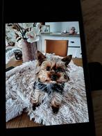 Mini yorkje teefje ,malthezer en shih_zhu teefje, Dieren en Toebehoren, Honden | Jack Russells en Terriërs, België, Particulier