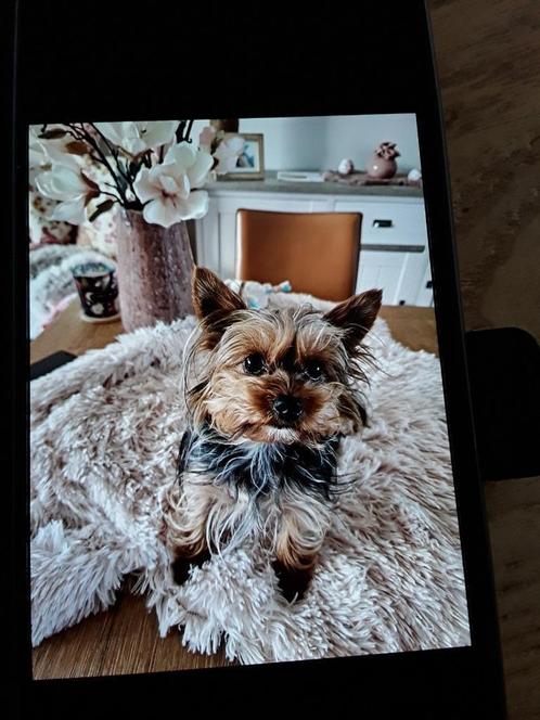 Mini yorkje teefje ,malthezer en shih_zhu teefje, Dieren en Toebehoren, Honden | Jack Russells en Terriërs, Teef, Jack Russell Terriër