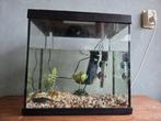 Vissen aquarium inclusief inhoud te koop, Dieren en Toebehoren, Ophalen, Zo goed als nieuw, Overige typen