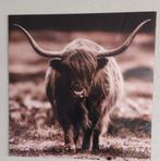 Glasschilderij (foto) Countryfield Schotse Hooglander, Ophalen, Nieuw, Schilderij, 75 tot 100 cm