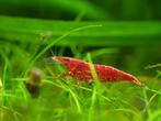 Vuurgarnalen, Dieren en Toebehoren, Vissen | Aquariumvissen, Kreeft, Krab of Garnaal