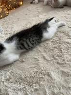 2 zeer mooie kittens mogen het nest verlaten, Dieren en Toebehoren, Katten en Kittens | Raskatten | Korthaar, Meerdere dieren