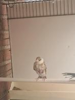 Majoor putters 4 jongen alles een koop, Meerdere dieren, Wildzangvogel
