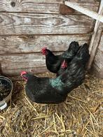 3 Australorp Krielkippen, Dieren en Toebehoren, Pluimvee, Vrouwelijk, Kip