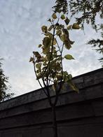 Catalpa bomen stamhoogte ca. 200 cm, Bloeit niet, Ophalen of Verzenden, 100 tot 250 cm, Volle zon