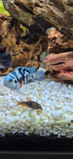 Zebra cichliden, Vis, Zoetwatervis