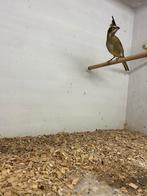 Groene kardinaal 2025, Dieren en Toebehoren, Vogels | Overige Vogels, Vrouwelijk, Geringd