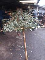 Quercus Ilex of Steeneik  als leiboom, Bloeit niet, Leiboom, 250 tot 400 cm, Ophalen