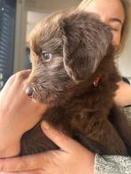2 Zeer Unieke laatste labradoodle reutje., Reu, CDV (hondenziekte), 8 tot 15 weken, Eén hond