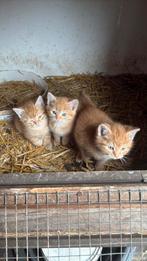 Boerderij kittens, Dieren en Toebehoren, Meerdere dieren, Kortharig, 0 tot 2 jaar