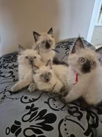 Kittens, Dieren en Toebehoren, Katten en Kittens | Raskatten | Langhaar, Meerdere dieren, Ontwormd