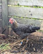 Leuke haantjes en 1 hen aangeboden, Dieren en Toebehoren, Pluimvee, Mannelijk, Kip