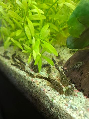 Anacitrus baby's  beschikbaar voor biedingen