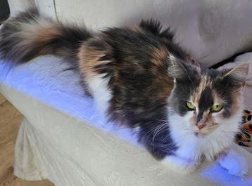 Tortie white Maine Coon poes  beschikbaar voor biedingen