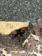 Brachypelma Emlia volwassen man, Dieren en Toebehoren, Insecten en Spinnen, Overige soorten