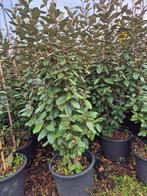 struiken, Ophalen of Verzenden, Overige soorten, Struik, 100 tot 250 cm