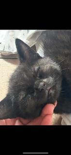 Zwarte kater, Dieren en Toebehoren, Kater