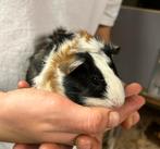 Cavia, Cavia, Mannelijk, Tam, September