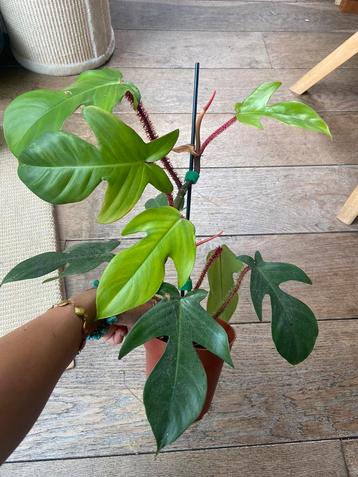Philodendron squamiferum 2 stekjes beschikbaar voor biedingen