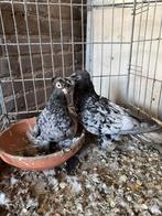 Koppel uzbekische duiven, Meerdere dieren