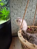 Britse korthaar x Perzische langhaar kittens!!, Dieren en Toebehoren, Katten en Kittens | Raskatten | Langhaar, Meerdere dieren