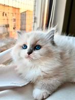 “Exclusieve Ragdoll Kittens van Kampioenslijn Beschikbaar!”, Dieren en Toebehoren, Meerdere dieren, Gechipt, 0 tot 2 jaar