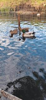 Trio wildkleur kwakertjes, Dieren en Toebehoren, Pluimvee, Meerdere dieren, Eend