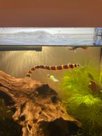 Indische modderkruiper, Dieren en Toebehoren, Vissen | Aquariumvissen, Vis, Zoetwatervis