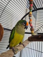 Pyrrhura en goudvoorhoofd aratinga (koppel), Meerdere dieren, Parkiet