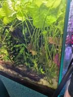 Taiwanse Waterlelie, Vis