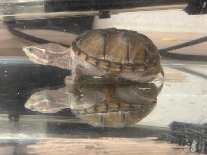 2 Waterschildpadden met compleet aquarium + toebehoren