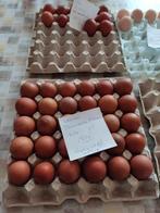 broedeieren, Geslacht onbekend, Kip