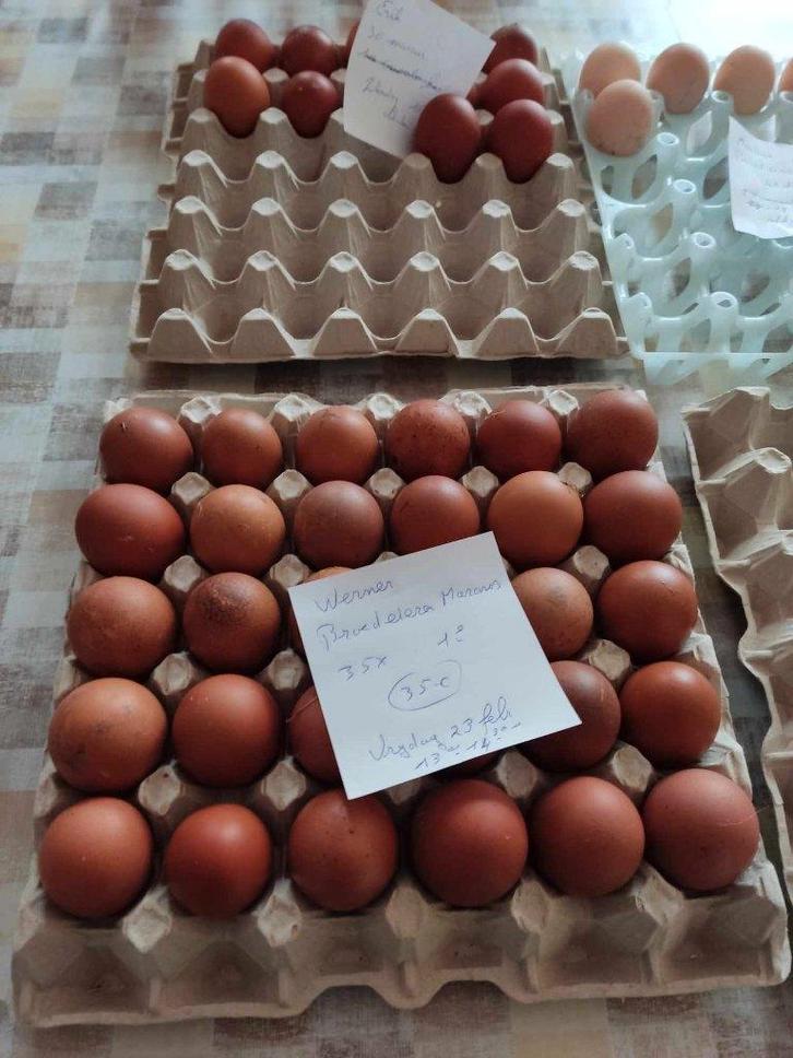 broedeieren, Dieren en Toebehoren, Pluimvee, Kip, Geslacht onbekend