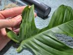 Philodendron Squamiferum Variegata, Overige soorten, In pot, Minder dan 100 cm, Groene kamerplant