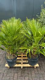 Palmbomen palmvaren, 100 tot 250 cm, Zomer, Palmboom, Ophalen