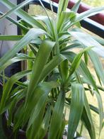 yucca plant 110cm hoog, Huis en Inrichting, Kamerplanten, Ophalen, Yucca, In pot, 100 tot 150 cm