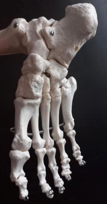 Anatomie model van de Voet, Ware grootte-anatomisch gewricht beschikbaar voor biedingen