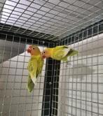 Agapornide, Meerdere dieren, Parkiet