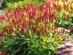 Persicaria amplexicaulis 'Speciosa'; zware planten, Tuin en Terras, Planten | Tuinplanten, Eenjarig, Halfschaduw, Zomer, Ophalen