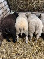 5 ramlammeren, Dieren en Toebehoren, Schapen, Geiten en Varkens, Mannelijk, Schaap