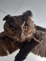 opgezette ransuil met gespreide vleugels taxidermie, Verzamelen, Dierenverzamelingen, Ophalen, Gebruikt, Vogel, Opgezet dier