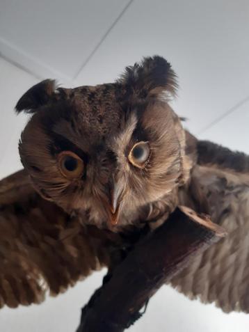 opgezette ransuil met gespreide vleugels taxidermie beschikbaar voor biedingen