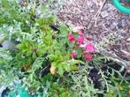 Tuinplant, Ophalen, Zomer, Overige soorten, Halfschaduw